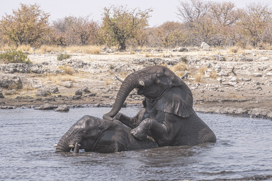 20180831-namibia-1121