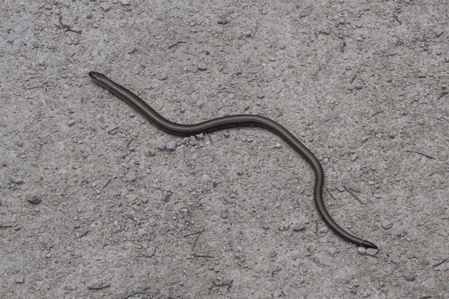 20250423-schwaebische-alb-162