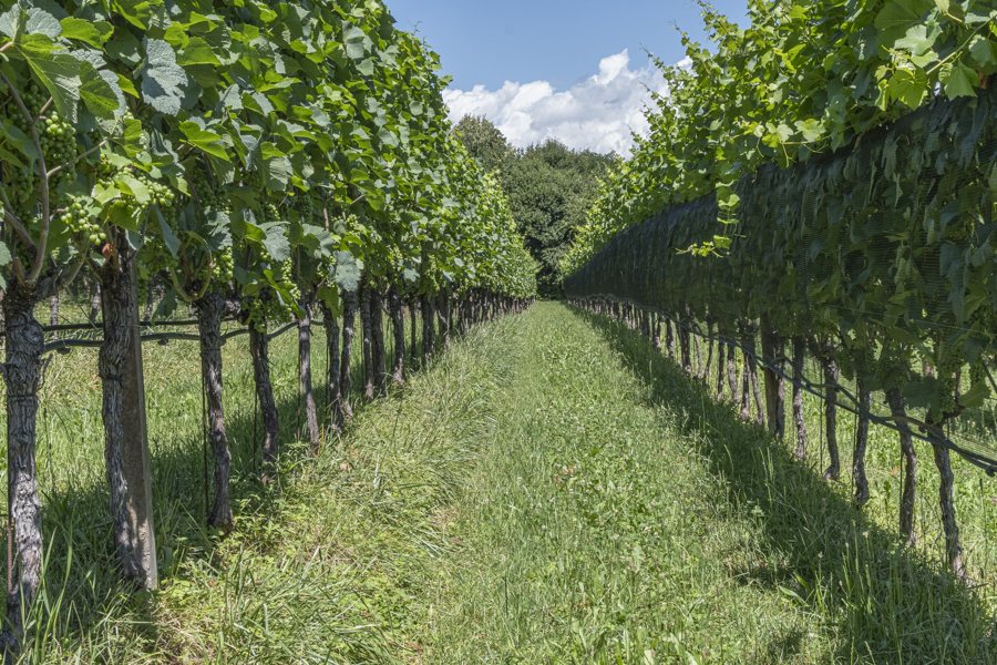 20250707-kalterer-see-32