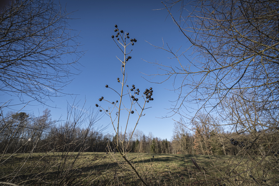 20251219-weihenlinden-3