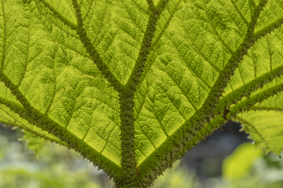 20260509-botanischer-garten-61