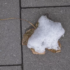 Herbstblätter