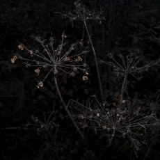 Morbider Charme