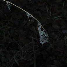 Morbider Charme