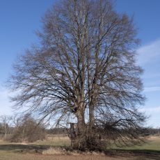 Hochsitze