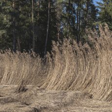 Widerstand
