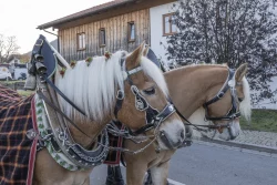 Leonhardifahrt in Hundham