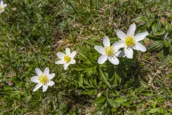 Krokusblüte am Heuberg