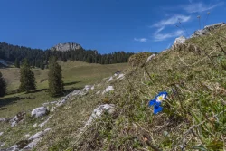Krokusblüte am Heuberg