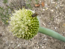 Garten Eden + Triftbach