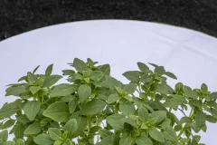 Garten Eden + Triftbach