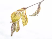 Garten Eden + Triftbach