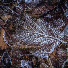 Herbstblätter