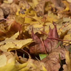 Herbstblätter
