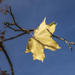 Herbstblätter