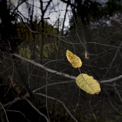 Herbstblätter