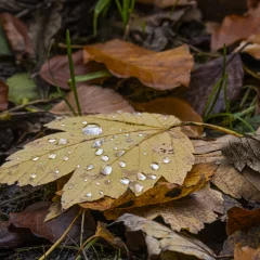 Herbstblätter