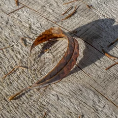 Herbstblätter