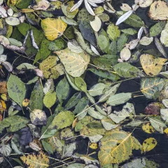 Herbstblätter