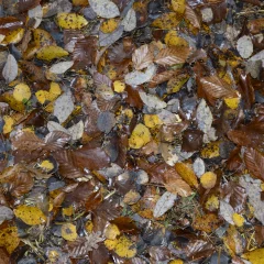 Herbstblätter