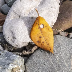 Herbstblätter