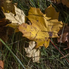 Herbstblätter