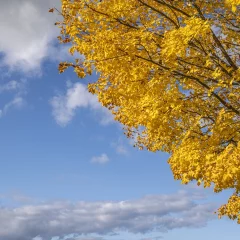 Herbstblätter