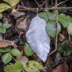 Herbstblätter
