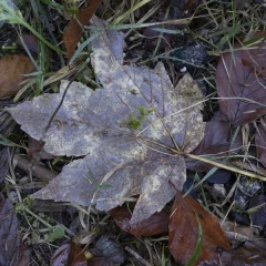 Herbstblätter