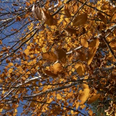 Herbstblätter