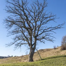 Hochsitze
