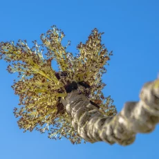 Knospen