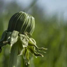 Knospen