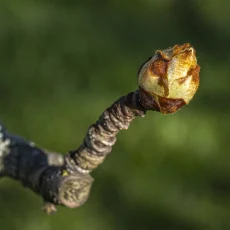 Knospen