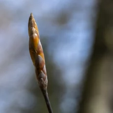 Knospen