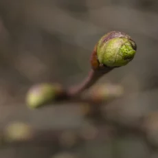 Knospen