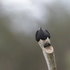 Knospen