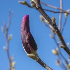 Knospen