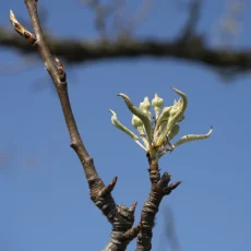 Knospen