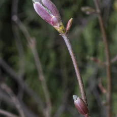 Knospen