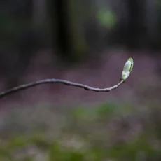 Knospen