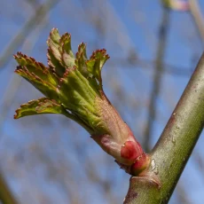 Knospen
