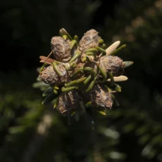 Knospen