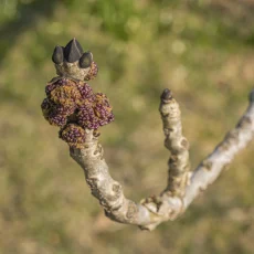 Knospen