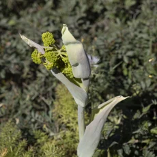 Knospen