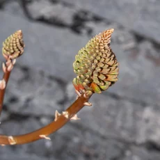 Knospen