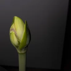 Knospen