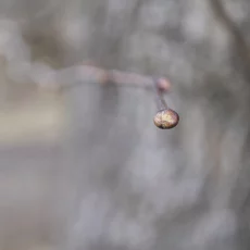 Knospen