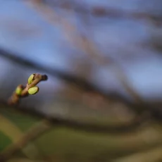 Knospen