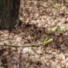 Knospen